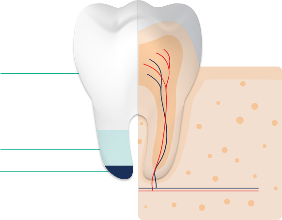 The composition of tooth enamel is 95% minerals, 4% Water, 1% Proteins The composition of tooth enamel is 95% minerals, 4% Water, 1% Proteins